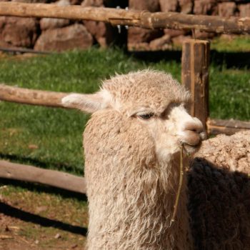 Alpaca love